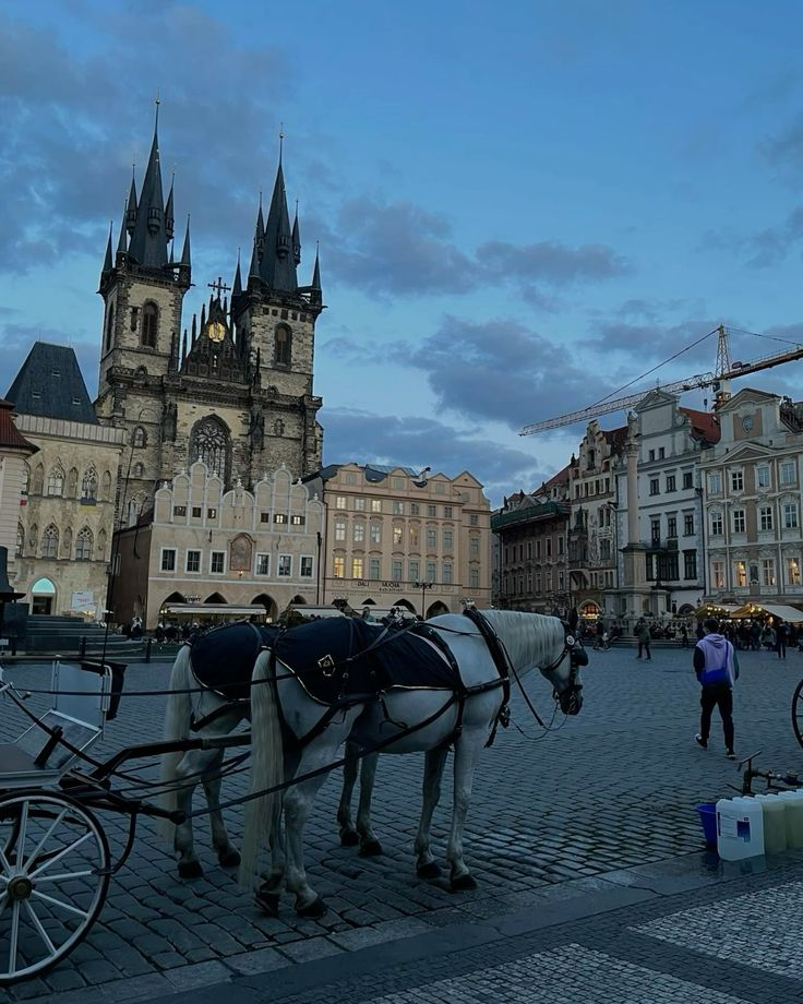 Two white horses pulling a cart in front of the yellow St. Nicholas Church on Prague's Old Town Square.