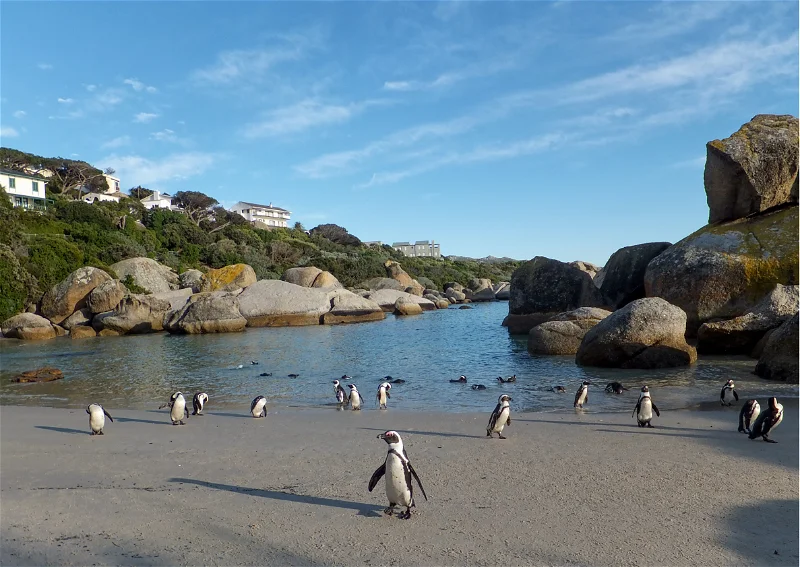 A penguin standing on a rock at Boulders Beach in South Africa one of many fun activities in Cape Town