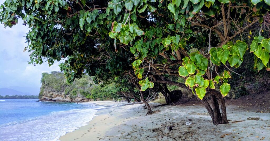 Parc a BeoufGrooms Beach