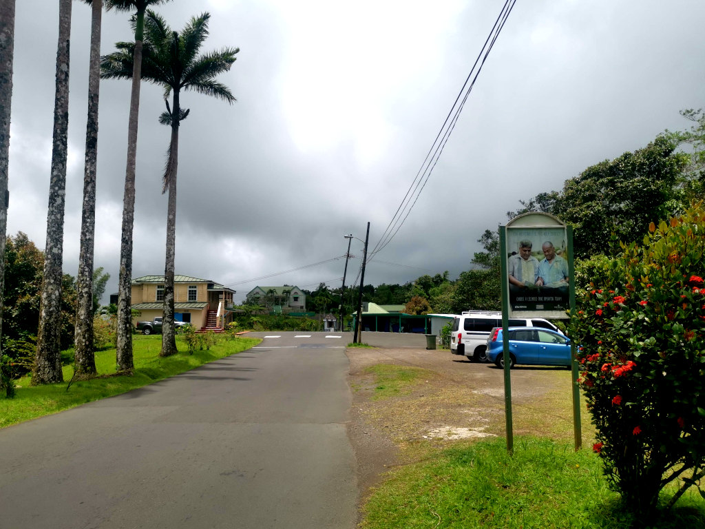 Parking lot of Grand Etang NP opposite an row of palm trees