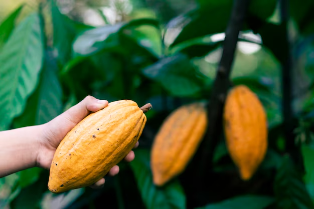 Holding a yellow-orange cacao pod in hands