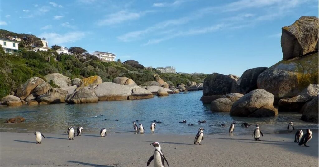 Penguins at Boulders Beach