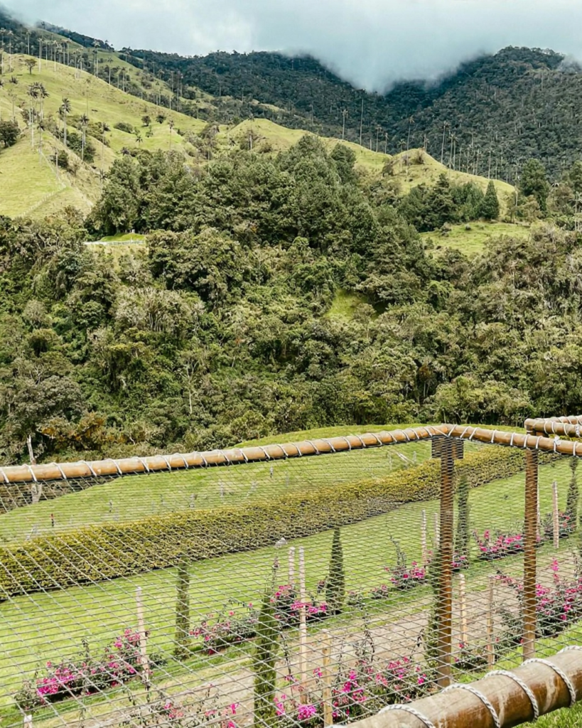 "A mountain landscape with green grassy hills and tall, slender trees reaching towards the sky, with dense forests visible in some areas. In the background, cloud-covered mountain peaks are also visible. In the foreground, there is a fence made of bamboo and ropes, and a wire mesh, with plants bearing pink flowers beneath it.