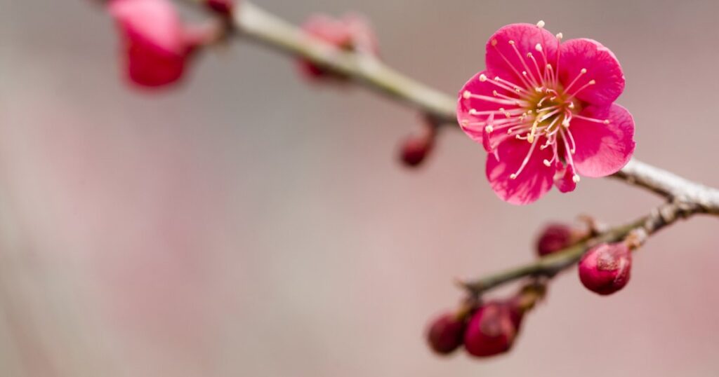 Celebrate Early Spring with Plum Blossoms in February