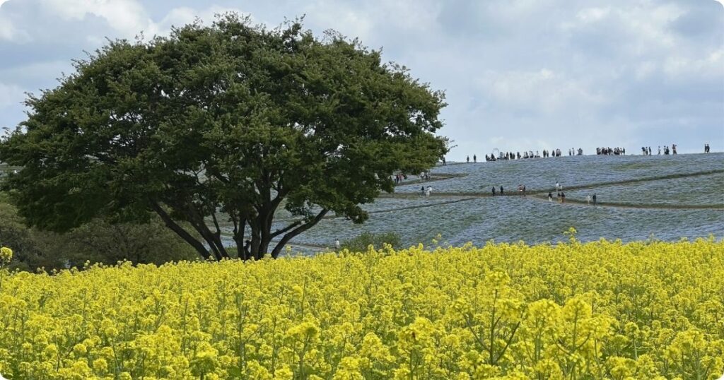 Beautiful Hill of Nemophila