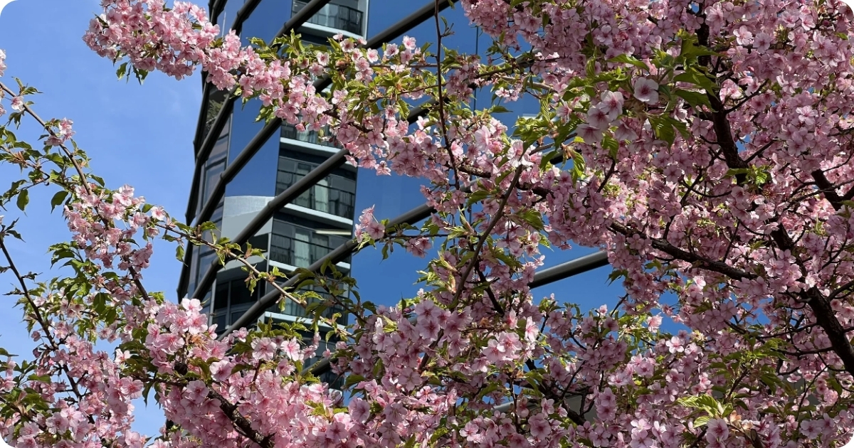 Cherry Blossom Tokyo