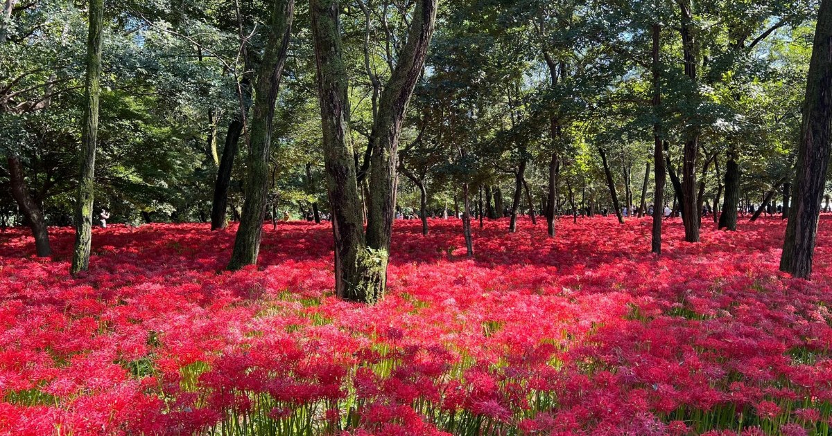 Kinchakuda Red Spider Lily Festival