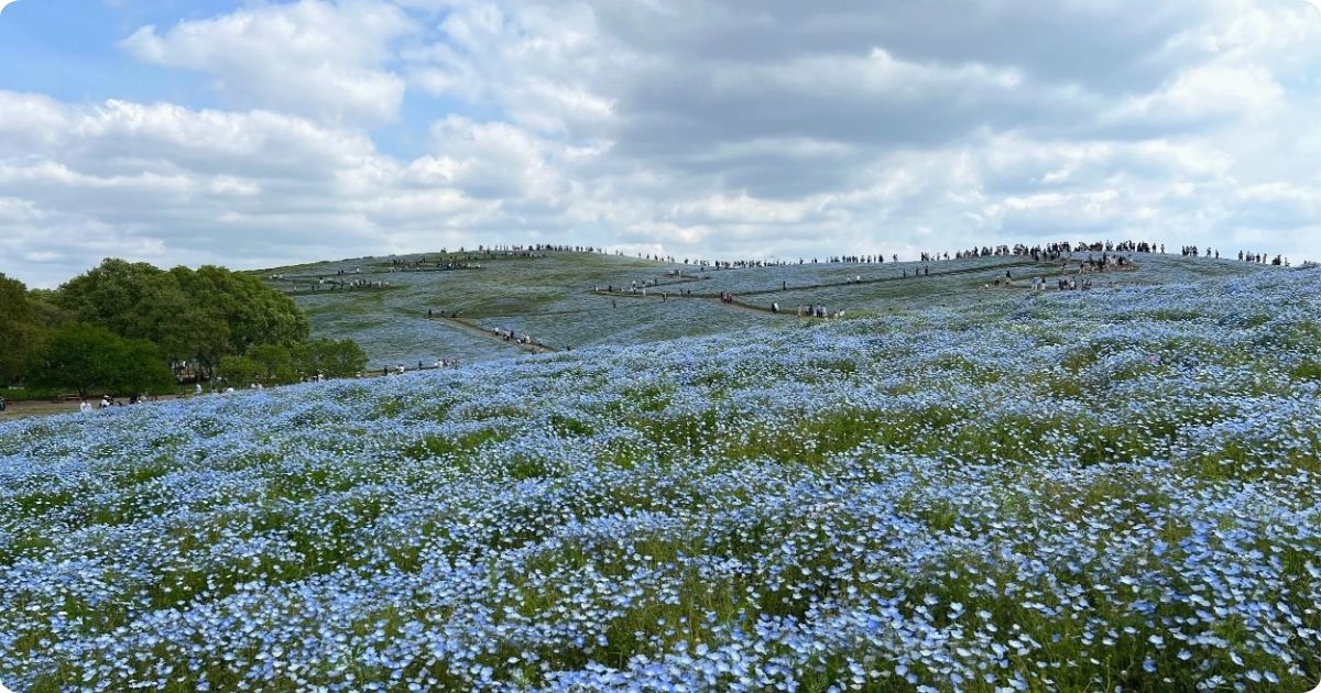 Nemophila Paradise at Hitachi Seaside Park