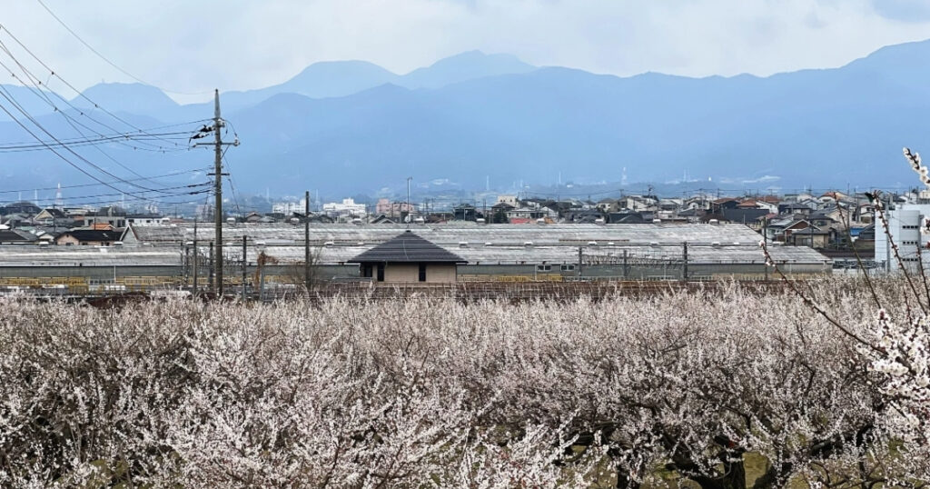 Plum Blossom Festival