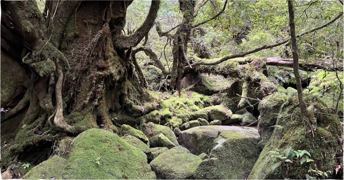 Shiratani Unsuikyo ravine