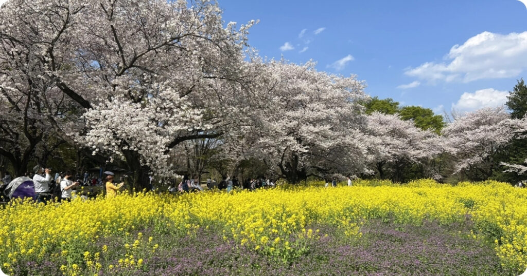 Showa Memorial Park