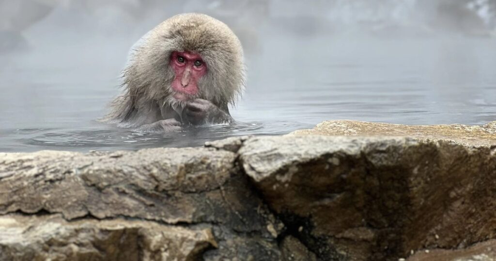 Snow monkey park