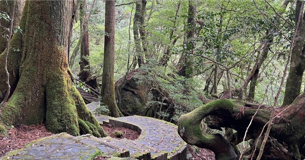 Yakusugi Land