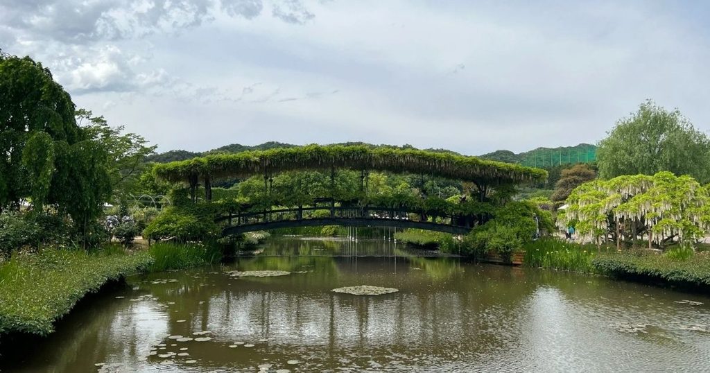When to Visit Ashikaga Flower Park